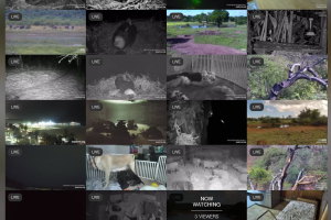 全球各地的动物直播间-Explore-全球各地有关动物的视频直播