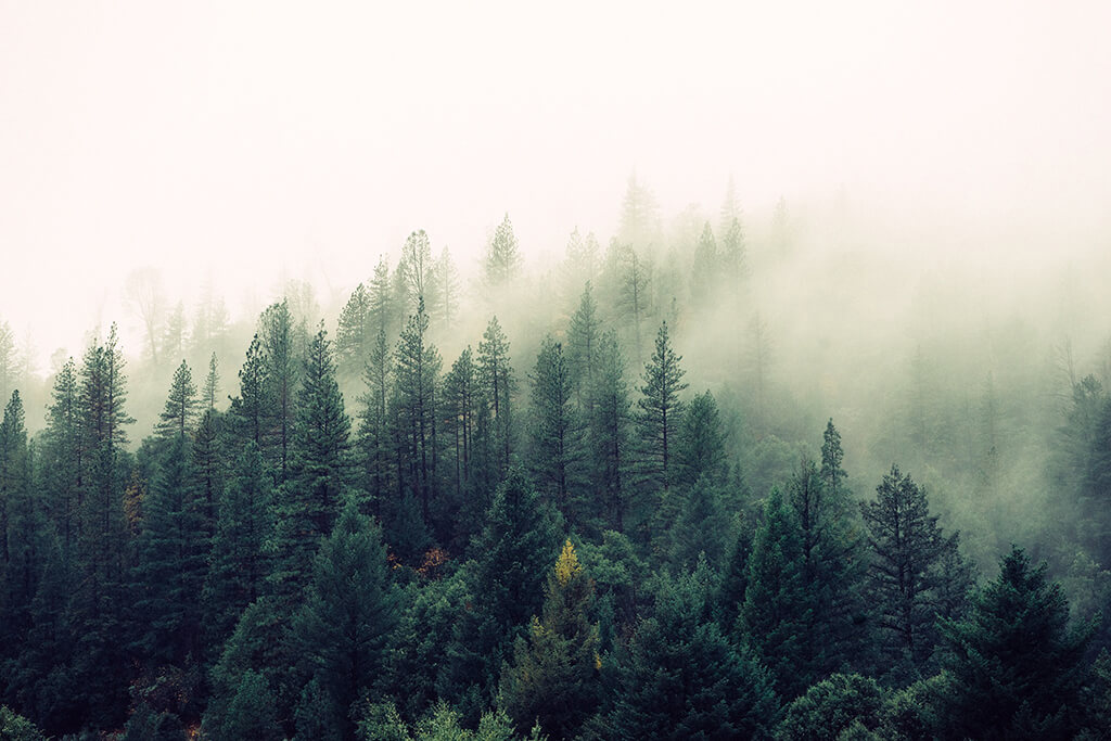 迷雾之森