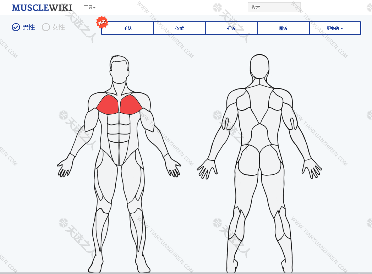 肌肉维基百科-以动态图片+文字的方式叫你锻炼身体的每一块肌肉