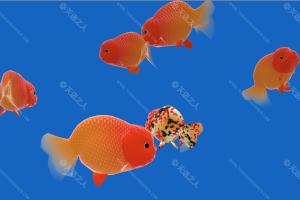 在线浏览器里喂金鱼-Feed Goldfish-真实且格外的有趣